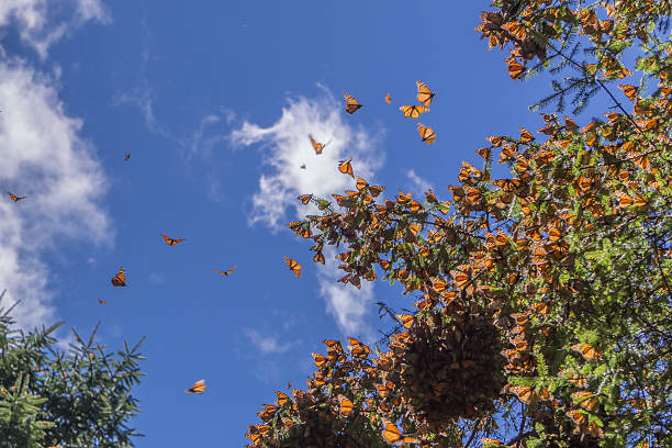 istock Monarch Butterflies on tree branch in blue sky background 620712748