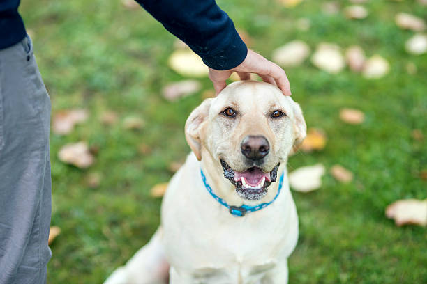 istock Cute white labrador dog getting petted on his hed 620713372