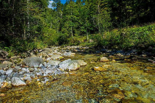 Sunlit Mountain Creek with Clear Water in Austria