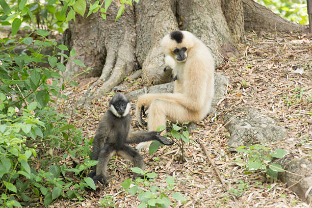 istock Mother Gibbon and baby 620714270