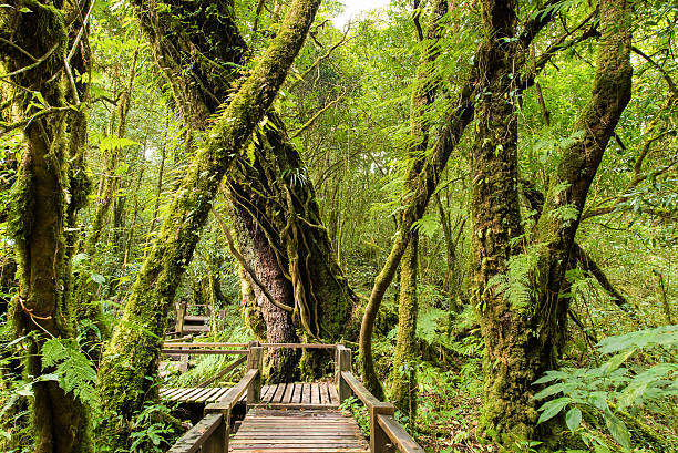 istock Beautiful primitive and tropical rain forest 620714728
