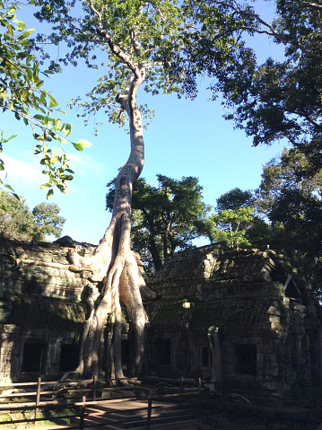 Secular giant spung tree roots growing the walls of the Ta Prohm temple, Angkor, Cambodia