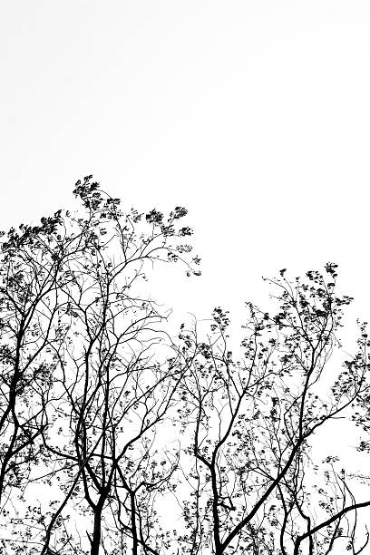 istock Leaves branch silhouette with black and white style. 620715014