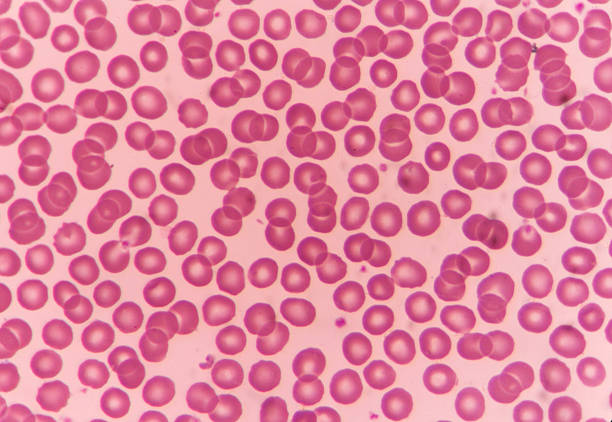 Normal red blood cells Normal red blood cells Under the microscope cytoplasm photos stock pictures, royalty-free photos & images