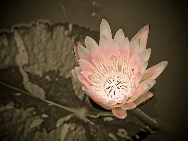 Waterlily in pond with vintage style