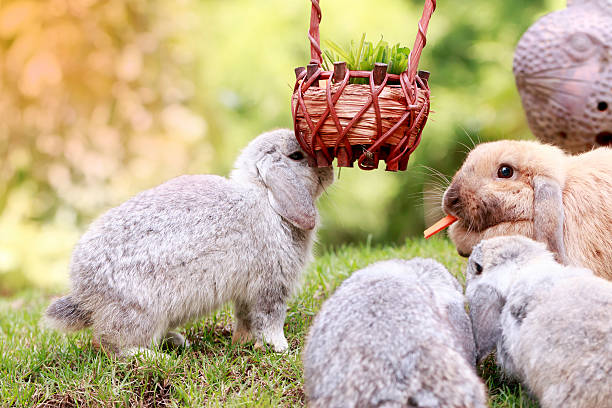 istock Baby Holland lop rabbit eating grass in park 620717930