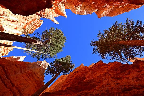 istock Pine Trees at Bryce Canyon NP, Utah, USA 620718362