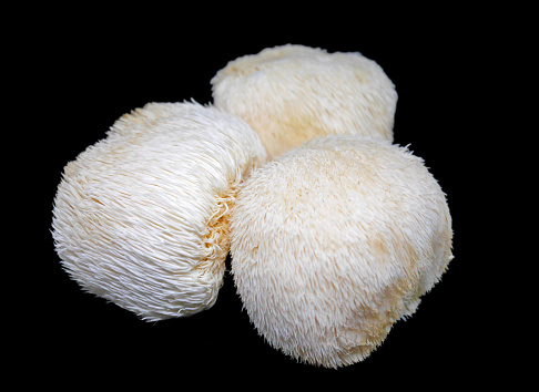 Lion's mane mushroom on black background