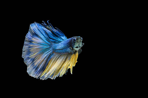 istock Siamese fighting fish or Betta fish isolated on black background. 620719944