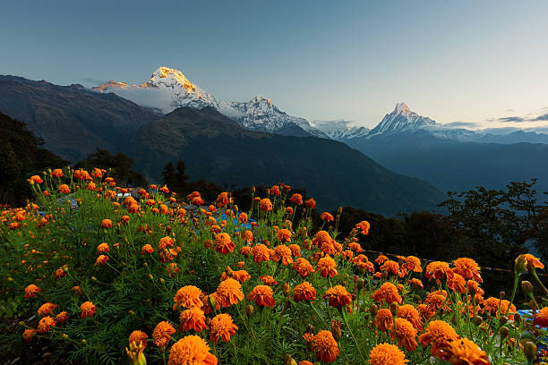 вид на вершину аннапурна и мачапучаре на восходе солнца из тадапани - annapurna range стоковые фото и изображения