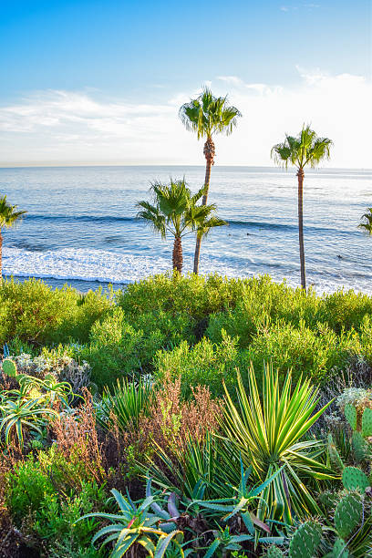 istock Heisler Park Laguna Beach 620722026