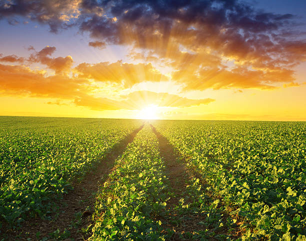 istock Green canola growing on the field 620722860