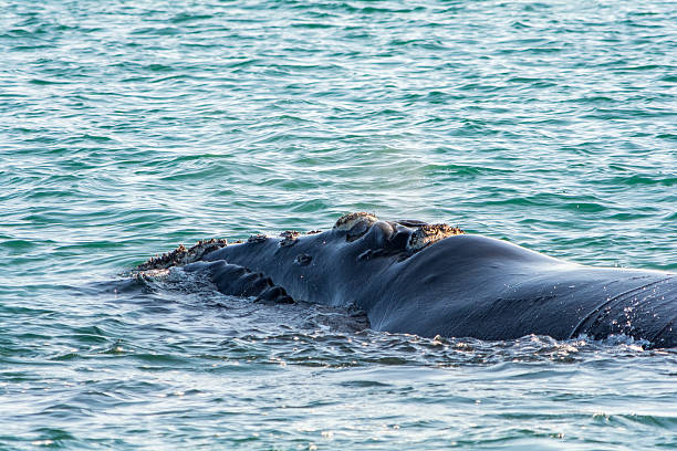 istock Southern Right Whale in Hermanus South Africa 620723218