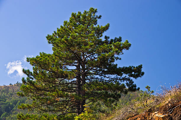 istock Pine tree on mountain Troglav at late summer 620723938