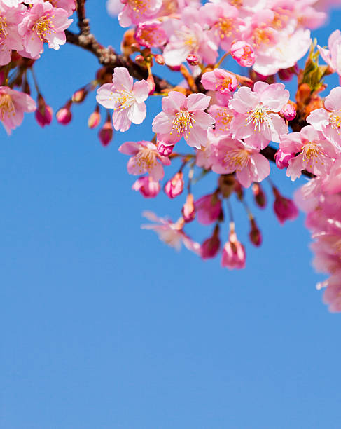 istock Pink Cherry Blossoms Against Clear Blue Sky 620724660