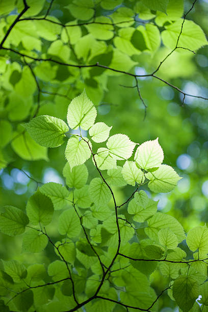 vista de cerca de las hojas - beech leaf leaf green close up fotografías e imágenes de stock