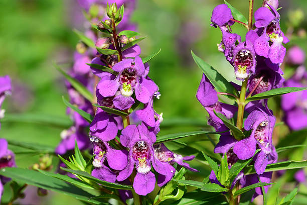 istock Angelonia flowers 620728460