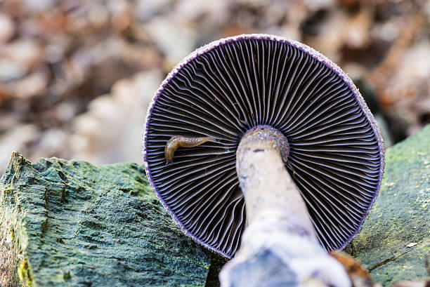 코르티나리우스 바이올라서스 (코르티나리우스 헤르소닉), 바이올렛 버섯 - 끈적버섯과 이미지 뉴스 사진 이미지