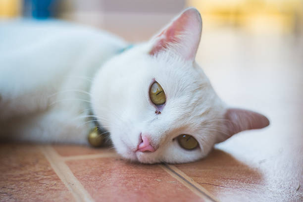 istock close up thai cat sitting on the floor 620730060