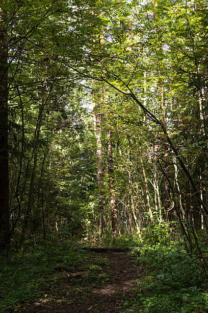 istock Forest lane in autumn colors 620730440