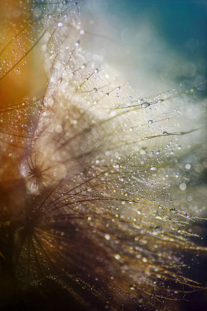 istock Abstract nature, wet Meadow Salsify, dandelion (goatsbeard) 620731042