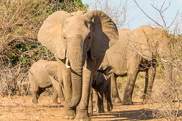 istock Elephants in Kruger National Park, South Africa 620731442
