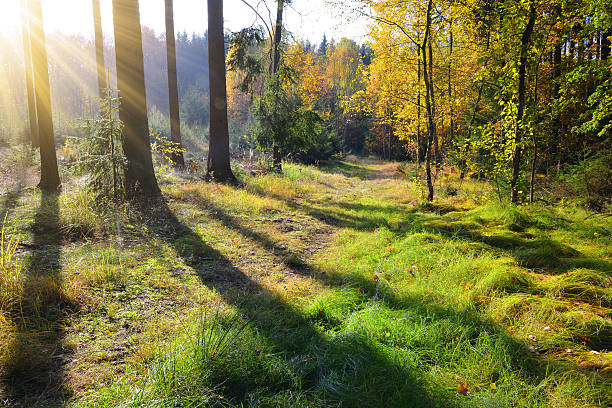 istock Autumnal morning in the woods 620731626