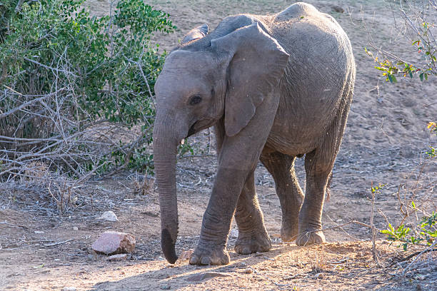 istock Elephants in Kruger National Park, South Africa 620731984