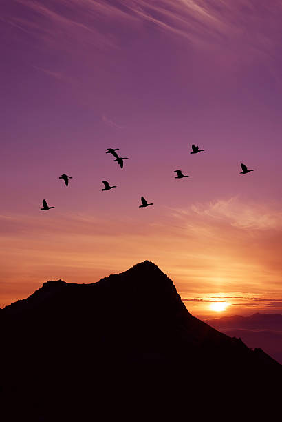 istock Flock of birds migration over purple landscape 620732000
