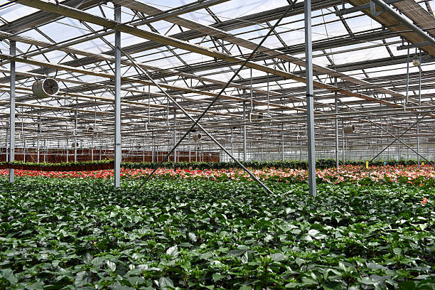 istock Greenhouse  Anthurium flowers 620732492