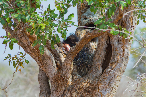 Leopard kill porcupine on tree in Kruger National Park in South Africa