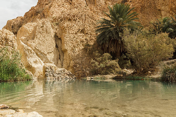 pond in chebika oasis at border of sahara, tunisia, africa - sand river imagens e fotografias de stock