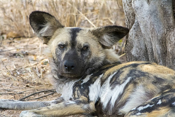 그레이터 크루거 국립공원의 야생 개, 남아프리카 공화국 - lake manyara national park 뉴스 사진 이미지