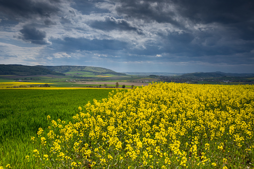 The colza fields of Lower Saxony , in Germany