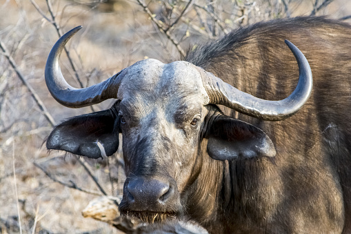 African Buffalo at Kruger National Park in  South Africa