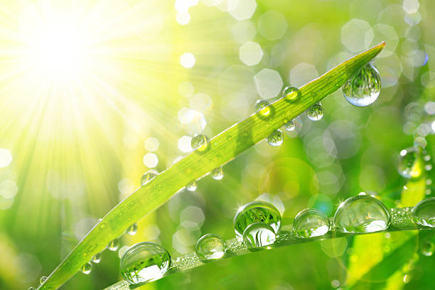 istock Fresh green grass with dew drops closeup. 620735106