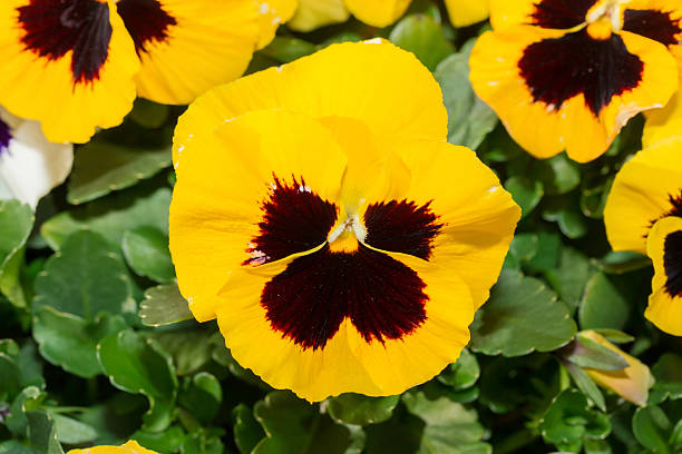 istock Viola black and yellow Pansy Flower in garden 620735112