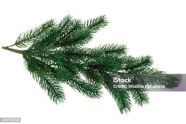 Branch Of Fir Stock Photo - Download Image Now - Branch - Plant Part, Pine Tree, Christmas Tree