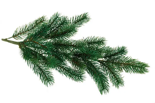 Green branch of fir. Isolated on white background.