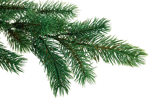 istock Branch of fir. 620735398