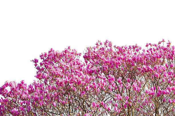 Beautiful pink flower (Scientific name Pink Haze) isolated on white. Object with clipping path.