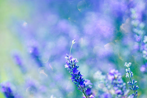 istock Artistic composition dreamlike garden lavender flowers composition 620735832