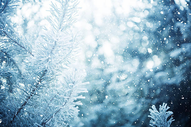 istock Winter scene - Frosted pine branches. Winter in the woods 620737238