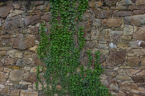 istock The old ruined stone wall and green ivy 620737310