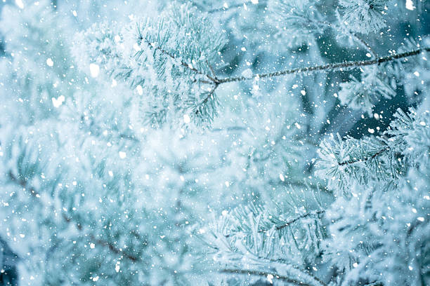 istock Winter scene - Frosted pine branches. Winter in the woods 620737486