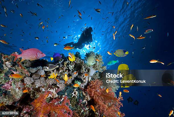 Photo libre de droit de Plongeur De La Mer Rouge banque d'images et plus d'images libres de droit de Plongée sous-marine - Plongée sous-marine, Marsa Alam, Égypte