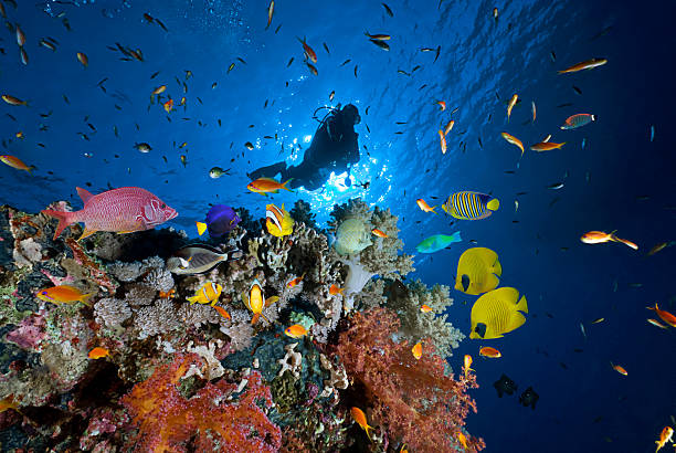 Red Sea Diver Woman scuba diver exploring soft corals. Decoupaged reef fishes mounted on scene. anthias fish photos stock pictures, royalty-free photos & images