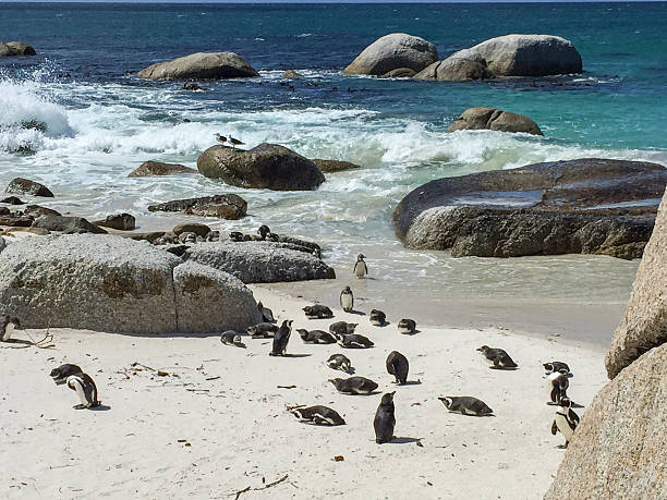 istock African Penguins in Simons Town, South Africa 620738332
