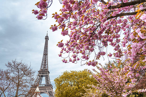 istock Tour eiffel tower in paris during the spring blossom season 620738552