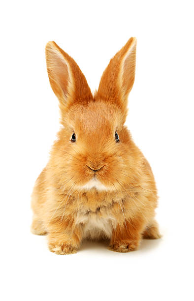 istock Baby of orange rabbit 620738600